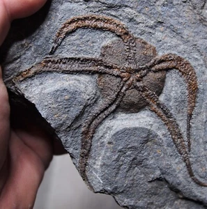 1.3kg Starfish Ophiura sp. Fossil Morocco Ordovician - Picture 1 of 7