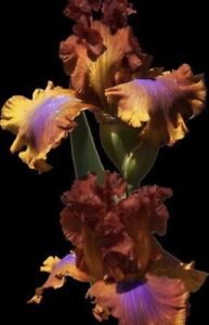 #QW Iris Germanica 10 Seeds