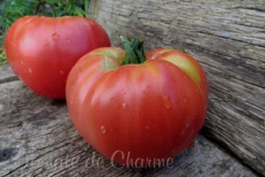 10 seltene Tomatensamen Da Costa's Portuguese heirloom tomato seeds met.bio - Bild 1 von 10
