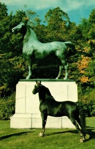 UVM Trophy Champion Morgan Stallion Postcard - Vermont - Picture 1 of 2