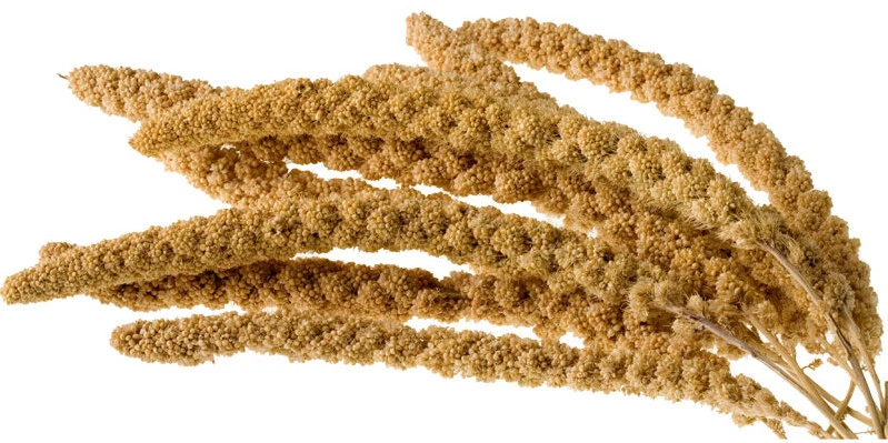 FISCHFUTTERTREFF Kolbenhirse GELB- Vogelfutter Wellensittich Nagerfuter (Setaria italica) 1 kg