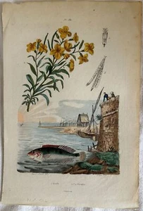 Incision Fish Damsel Mediterranean Rainbow Wrasse E.Guerin 1839 Carnation - Picture 1 of 1