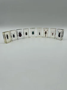 INSECTE INCLUSION RESINE COLLECTION ENTOMOLOGIE LOT DE 9 INSECTES - Imagen 1 de 9