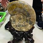18Lb Natural Ammonite Fossil Olecranon Shell Crystal Specimen Healing+Stand