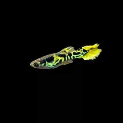 🤩🔥🐟 OFFERTA POECILIA WINGEI VAR TIGER GUPPY ENDLER ALTO GRADO SELEZIONE🤩🔥🐟 - Immagine 1 di 2