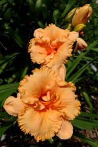 Apricot Jade     Daylilies 2 fans Return and multiply yearly World's Finest - Picture 1 of 1