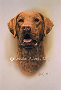 Chesapeake Bay Retriever Druck von Robert J. Mai - Bild 1 von 1