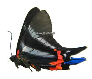 Unmontierter Schmetterling/Riodinidae - Rhetus dysonii psecas, Männchen, Peru - Bild 1 von 1