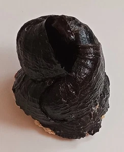 Sea shell serpulorbis colubrinus 61mm, nice form, superb - Picture 1 of 4