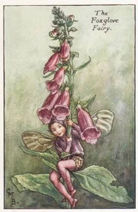 Flower Fairies: The Foxglove Fairy Vintage Print c1930 by Cicely Mary Barker - Picture 1 of 1