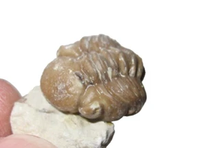 Devonian Paciphacops logani trilobite fossil Haragan Formation Oklahoma #9 - Picture 1 of 7