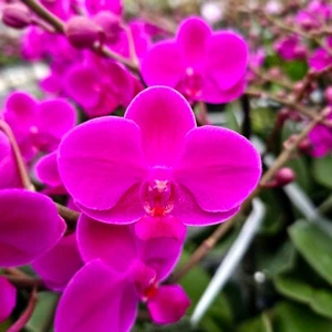 Phalaenopsis Queen Beer Mini Purple (No Spike) - Picture 1 of 2