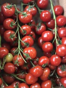 Cherry Tomato Seeds - Tomato seeds - Non GMO - USA Grown