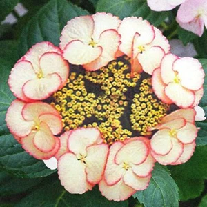 Lacecap Hydrangea macrophylla Sandra | Deciduous Potted Garden Shrub - Picture 1 of 10