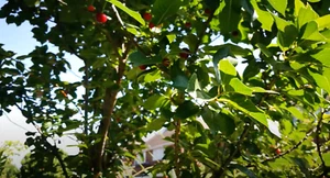 Eight (8x) Stella Cherry Tree Cuttings Unrooted Grow Your Own Trees - Picture 1 of 2