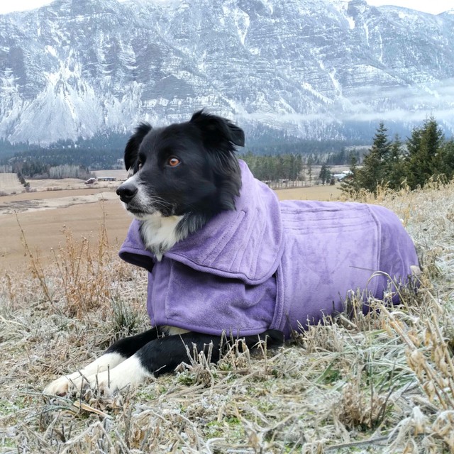 Mascota Perro Albornoz Toalla Abrigo de secado rápido Toalla súper  absorbente Ropa de dormir suave a jinwen Albornoz Suave