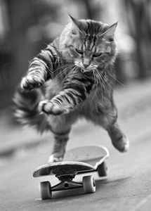 Cat Skateboarding #3 - Cute Funny Animals - Poster - Picture 1 of 5