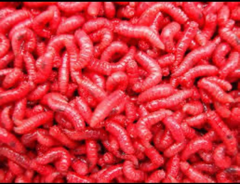 250 picos rojos vivos, gusanos botella azul larvas mosca envío gratuito Foto 1 de 1