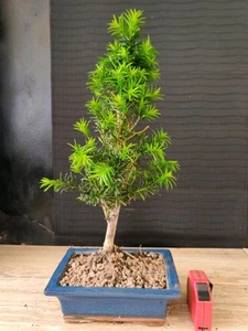 bonsai tasso 43 cm visita il negozio - Foto 1 di 9