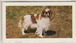 Hornimans Tea Dog Cards 1961. King Charles Spaniel