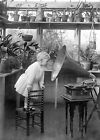 Antique Photo Little Girl Looking into Gramophone Victorian Photo Reprint 5x7