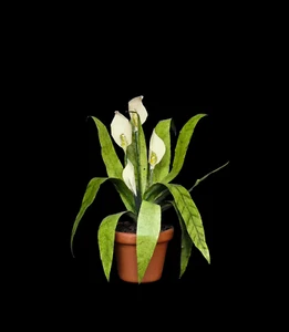 Dollhouse Miniature Calla Lily Potted Plant Painted Lifelike Vintage SIGNED 1992 - Picture 1 of 8