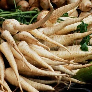 Harris Model Parsnip Seeds,"COOL BEANS N SPROUTS" Brand. Heirloom. Non-GMO. Home - Picture 1 of 3