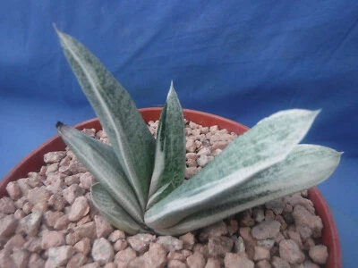 Gasteria batesiana "Caballero Blanco" BLANCO Variegación! ¡Súper raro! 4" ancho E9 Foto 1 de 4