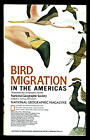 ? 1979-8 August BIRD MIGRATION in the Americas National Geographic Map -  A1