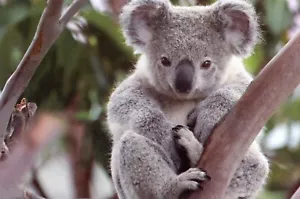 Cute Koala Bear --POSTCARD - Bild 1 von 2