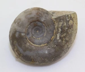 Ammonit, Flemingites flemingianus, Trias, Smithian, Tsoteng, Guangxi, China-L499 - Picture 1 of 5