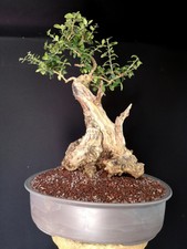 PRE BONSAI ESEMPLARE DI OLIVASTRO