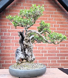 Bonsai Olivenbaum Wildolive (olea sylvestris), ausstellungsreifer Yamadori! - Bild 1 von 4