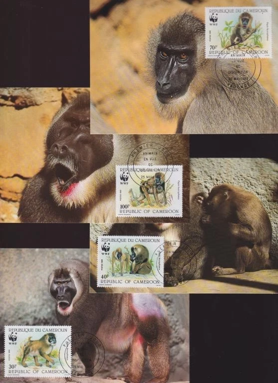 Cameroon 1988 Fauna, Wild Animals, Monkeys, WWF - Maxi cards - Image 1 of 1