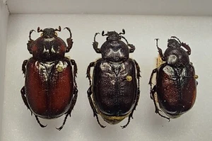 Set of 3 Osmoderma eremicola Various US locations Largest 27.70mm Beetle Insect - Picture 1 of 4