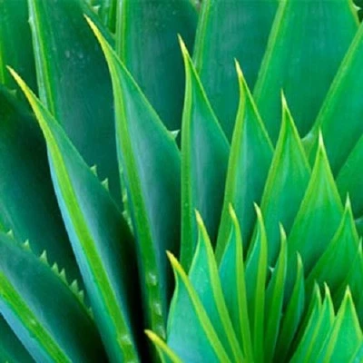 Aloe Vera Gel Pure Organic THE ONLY After-Microdermabrasion Moisturizer Lotion - Image 1 of 4