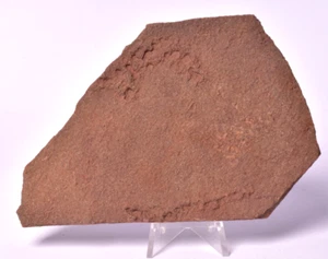 HORODISQUIA Mesoproterozoico 1.4 B.Y.O, FÓSIL AUSTRALIANO F398 - Imagen 1 de 5