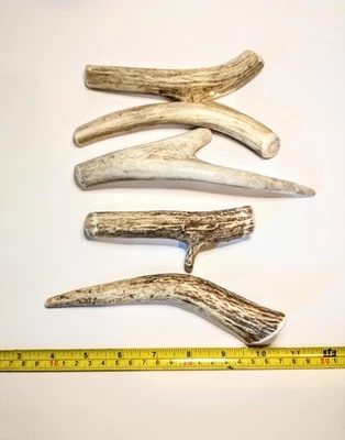 5-Pack All-Natural Deer Antler Dog Chews – Long-Lasting, Odor-Free, Premium Grad - Image 1 of 3
