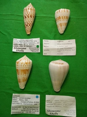 Conus collection #M0935 India & Sri Lanka 55-67mm - Image 1 of 3