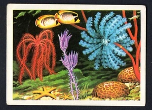 PANORAMA ZOOLOGICO #15 CROMO 1973 RUIZ ROMERO RECUPERADO DE ALBUM - Imagen 1 de 2