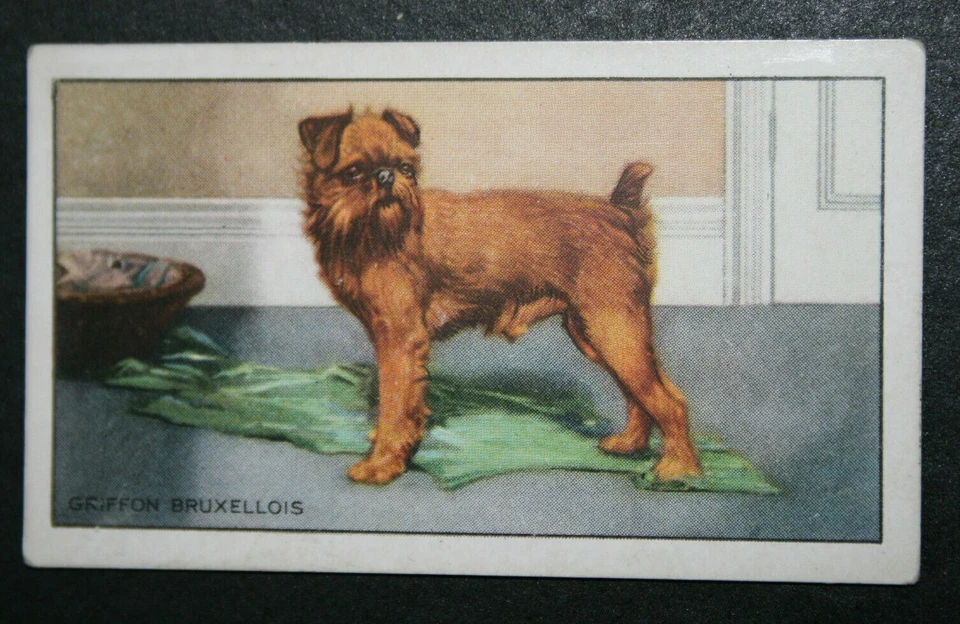 Tarjeta de perro ilustrada original de Griffon Bruxellios años 30 FE28M Foto 1 de 1