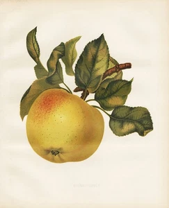 Stones Apple Tree Fruit Botany Robinson Litho - Picture 1 of 1