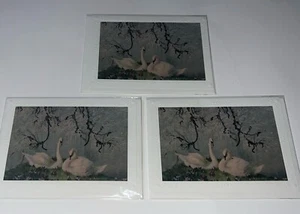 Three (3) Elegant Swan Paper Notecard Blank with Envelope Roger J Porter 2013 - Picture 1 of 16