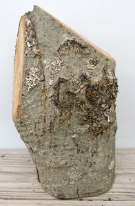 Palo de madera de roble rojo de 11" trozo de tronco talla artesanías borde vivo entrepierna 5"D - Imagen 1 de 14