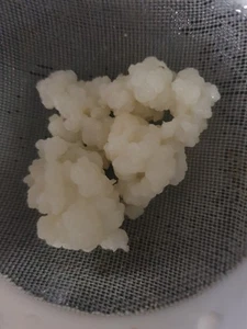Kefirpilz / Kefir-Knollen für Milchkefir, 20 gr. - Bild 1 von 1
