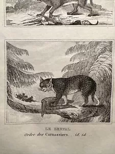 ANTIGUA ILUSTRACIÓN 1835 LINCE CARACAL MARDER SERVAL GRABADO EN ACERO BIOLOGÍ... - Imagen 1 de 5