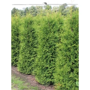 Thuja Brabant 180-200 cm. 50 Lebensbäume. Immergrün, Winterhart, Sichtschutz - Bild 1 von 4