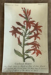 JOHN DERIAN CARDINAL FLOWERS DECOUPAGE TABLETT Blumen für Juni 9” x 14” - Bild 1 von 2