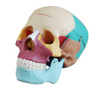Life-Size Skull with Colored Bones Anatomical Human Model