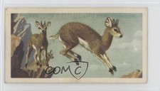 1962 Brooke Bond African Wild Life Tea Klipspringer #42 4az